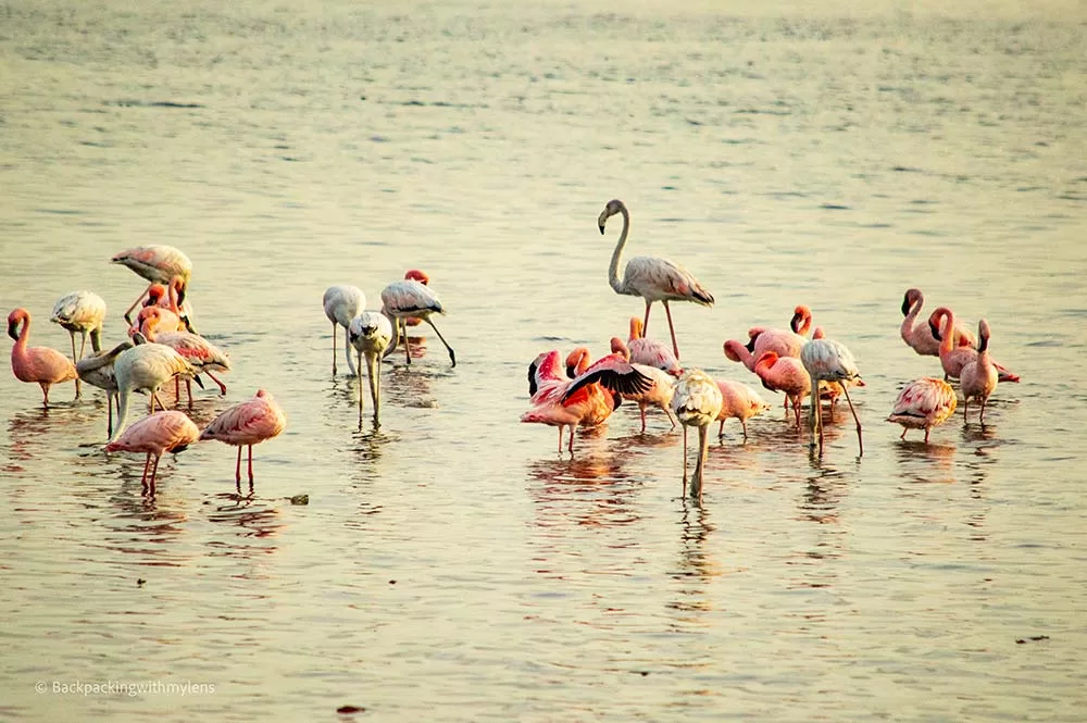 Thane Creek Flamingo Sanctuary: Your Ultimate Guide