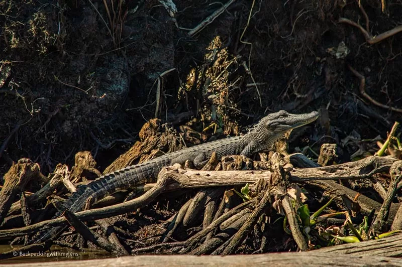 Louisiana Bayous Tour: Gators, Birds & Other Wildlife